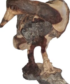 Ostrich Chick