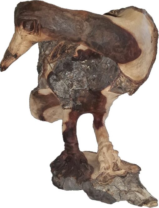Ostrich Chick