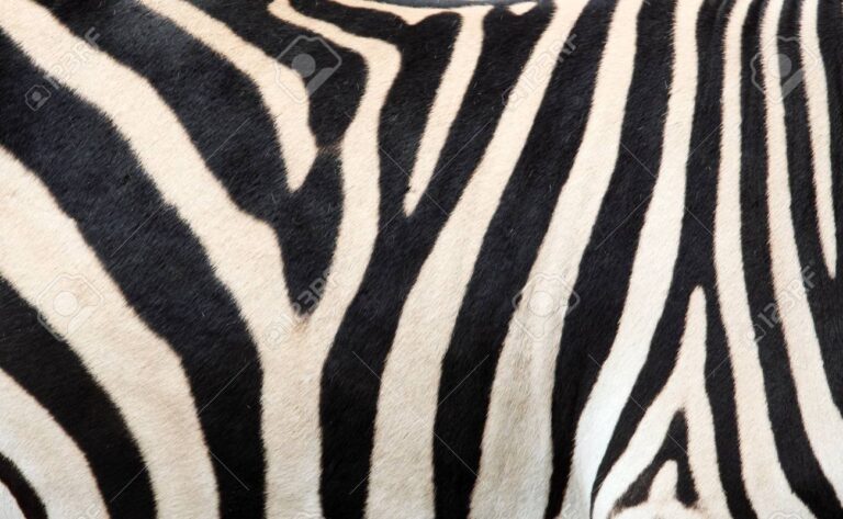 10572897 zebra skin background texture