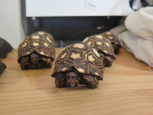 Carved Wooden Tortoises