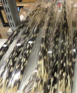 Porcupine Quills